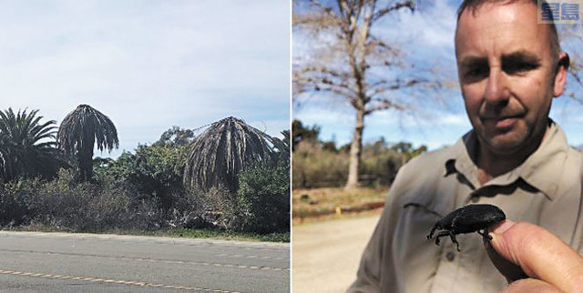 聖地牙哥近日發現來自南美洲的棕櫚象鼻蟲大舉從墨西哥向北推進,對當地棕櫚樹景觀產業造成數百萬元的破壞性影響。左方為受感染的棕櫚樹。CBS8