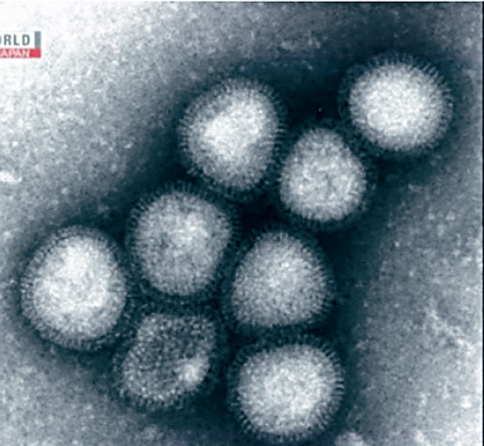 The bird flu virus H7N9. Online image