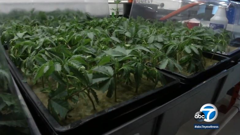 洛杉磯第一個合法室內大麻栽種農場正式開放營業。abc 7