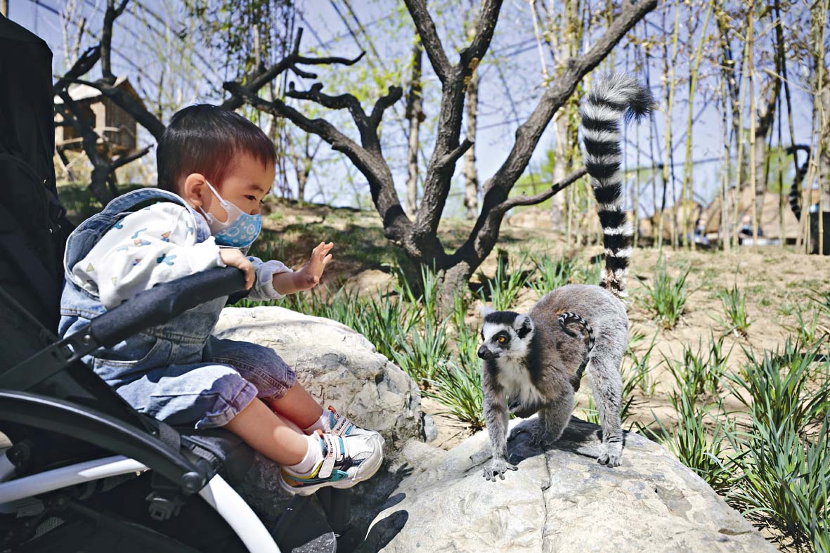 ■北京野生動物園,一位小朋友昨天和環尾狐猴互
動。 中新社
