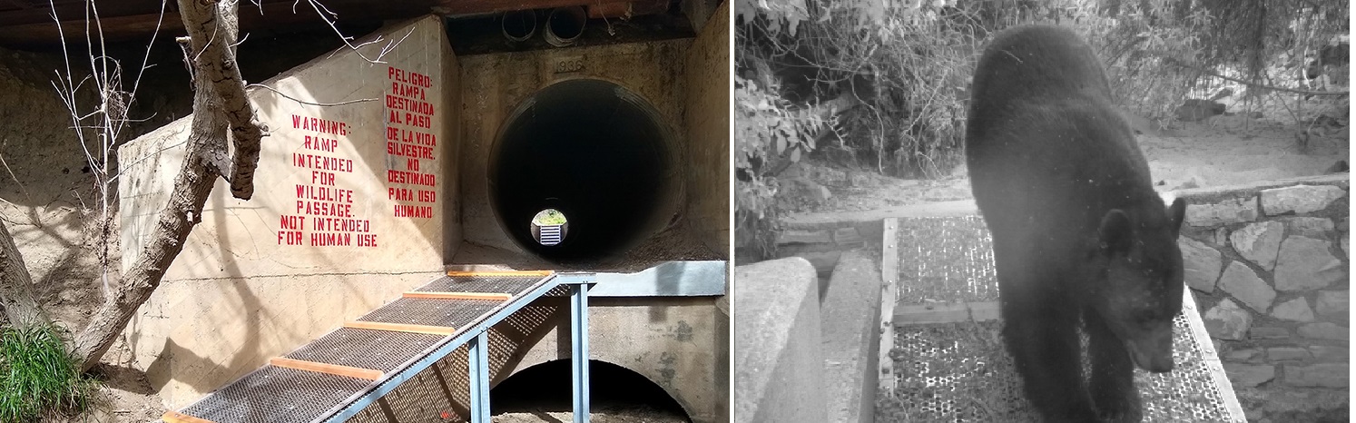 文杜拉縣118號公路下方的5處排水涵洞已改為野生動物地下走道,也捕捉到黑熊跨越涵洞的珍貴鏡頭。國家公園處