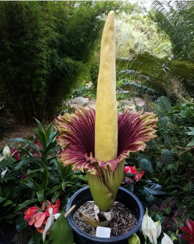 聖地牙哥植物園 屍花 隨時準備 臭名遠播 星島日報